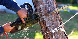 Best Tree and Shrub Care  in Golden Hills, CA