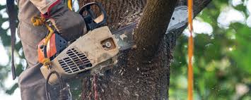 Best Storm Damage Tree Cleanup  in Golden Hills, CA