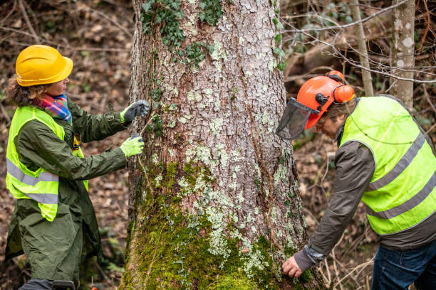 Best Seasonal Cleanup (Spring/Fall)  in Golden Hills, CA