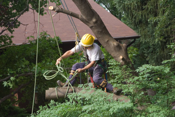 Best Utility Line Clearance  in Golden Hills, CA