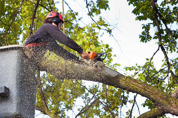 Best Tree Risk Assessment  in Golden Hills, CA